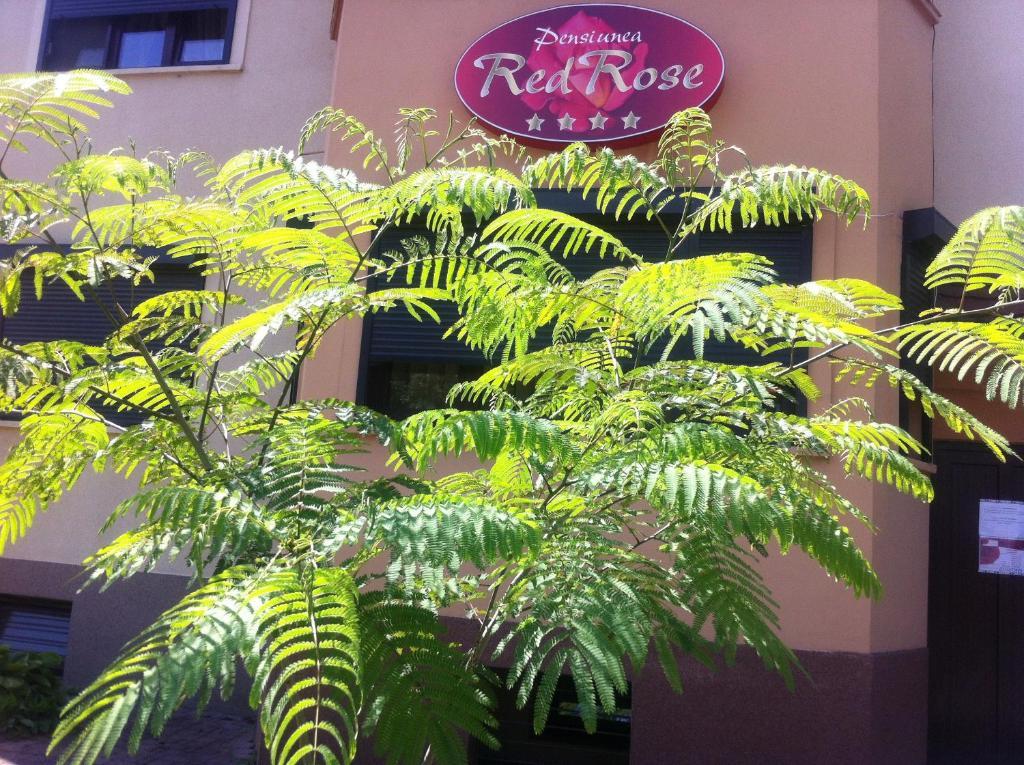 Pensiunea Red Rose Apartments Temesvár Kültér fotó